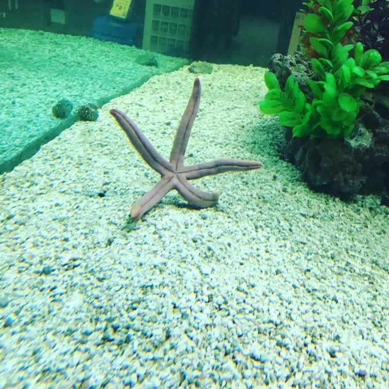 Big al's outlet aquarium near me