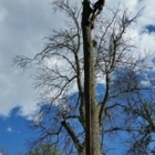 Greg's Tree Service - Tree Service