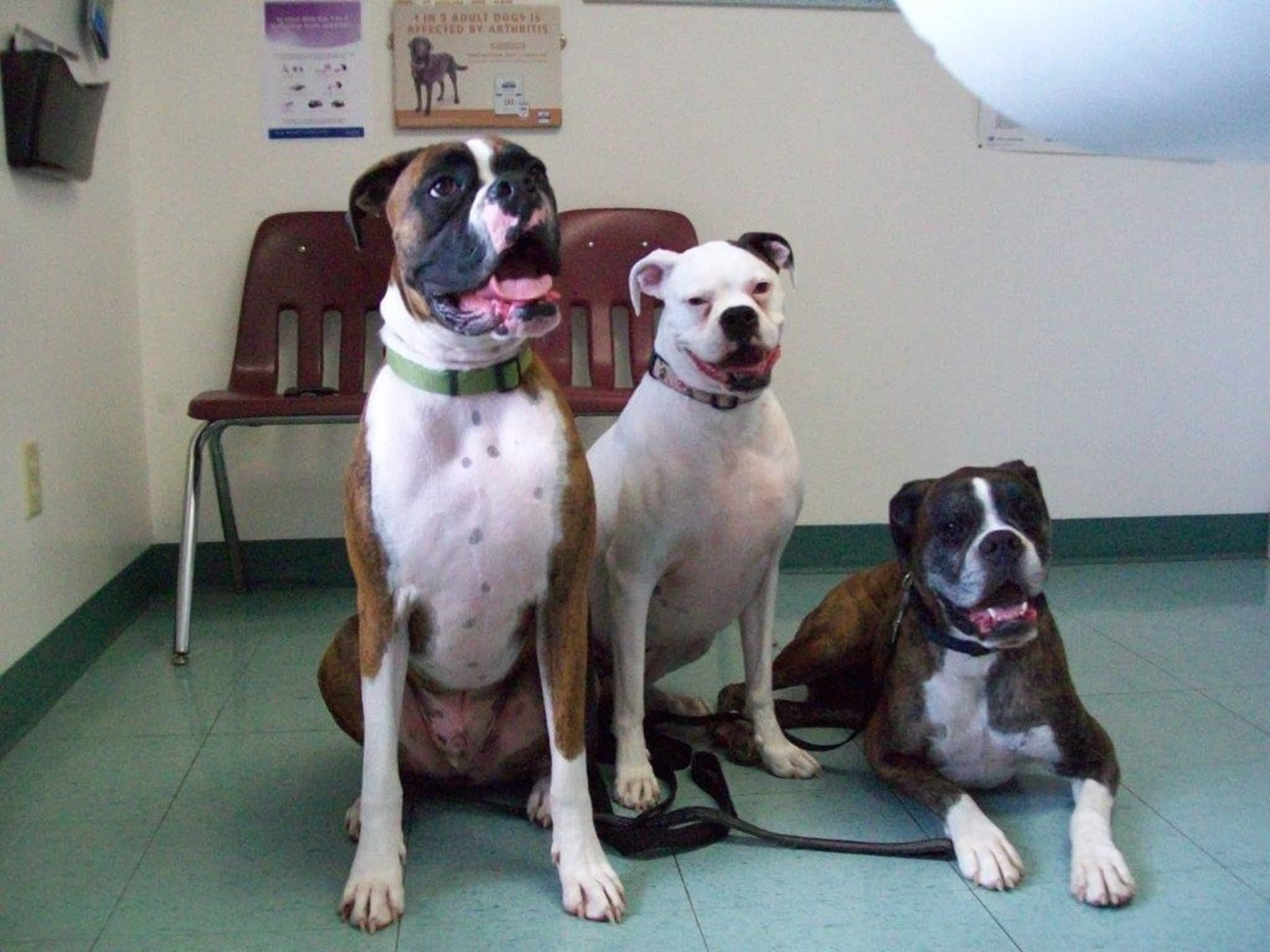 photo Hawkins Animal Hospital