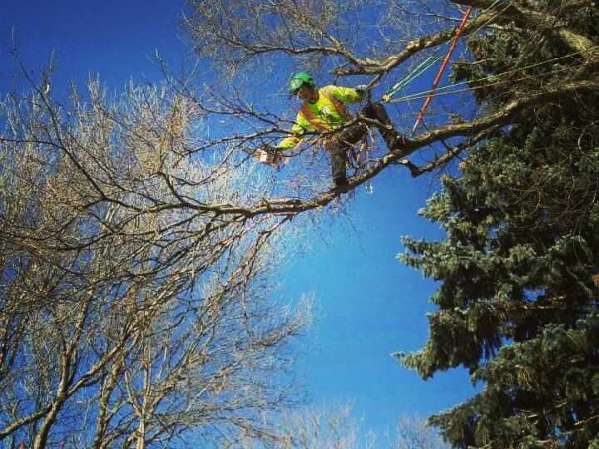 photo Second Nature Tree Care