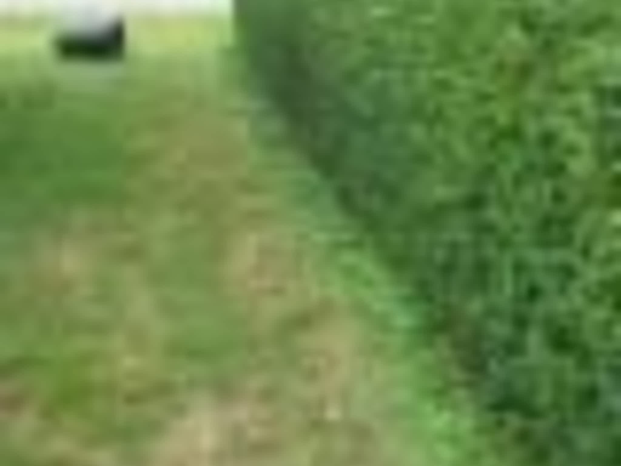 photo Taillage Compétitif CB