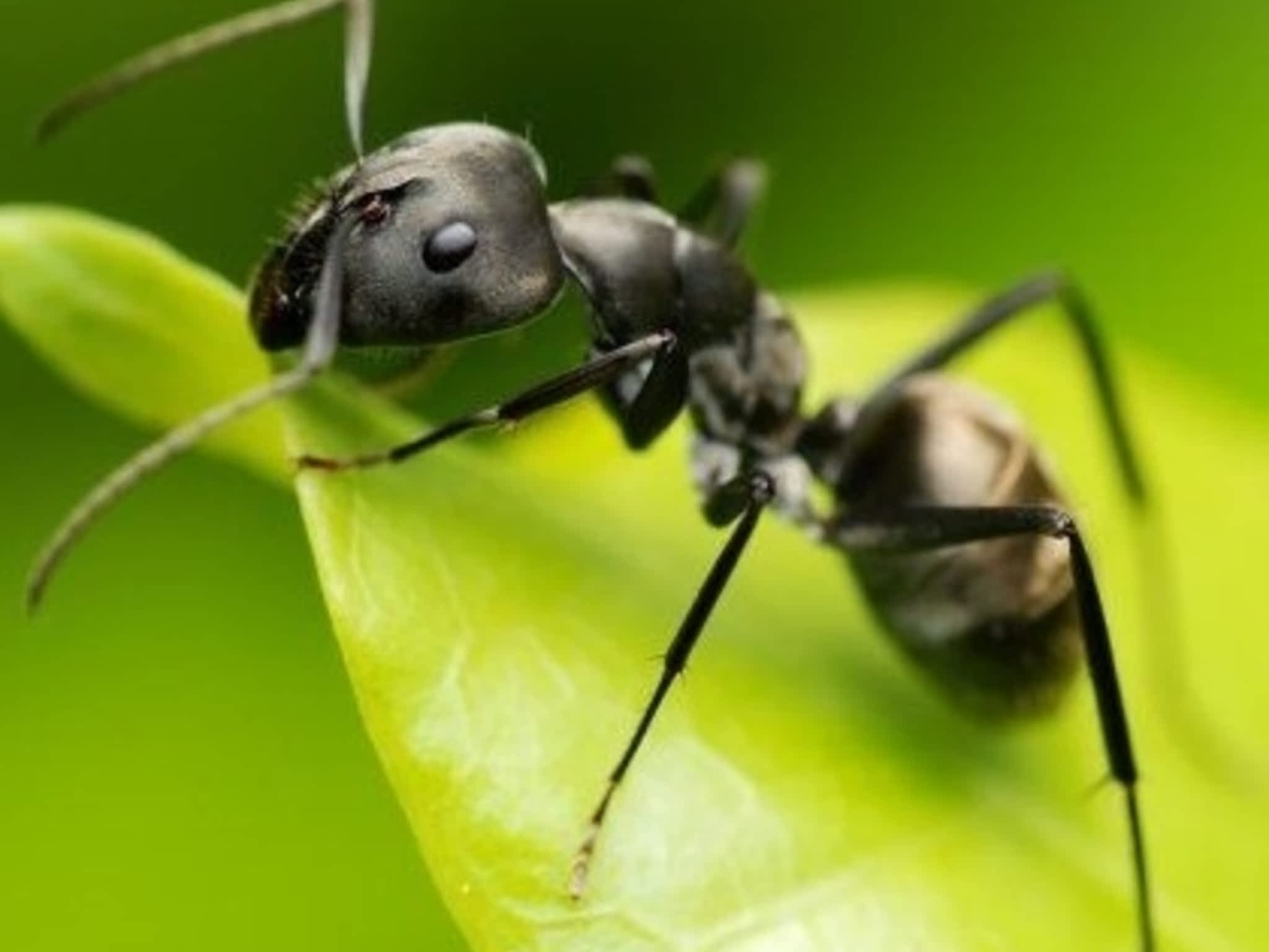 photo Grenier Faune Expert