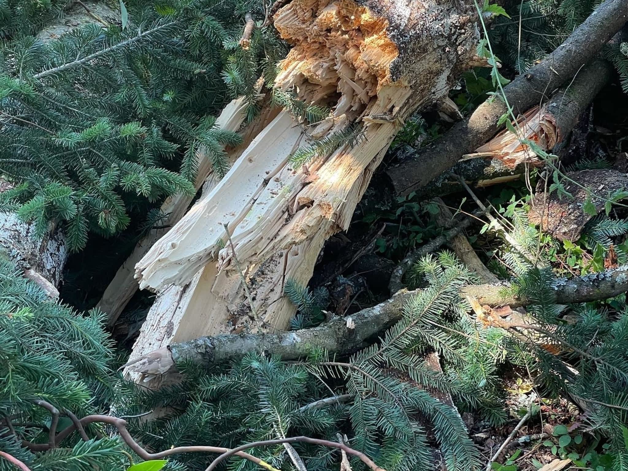 photo Flex Tree Service